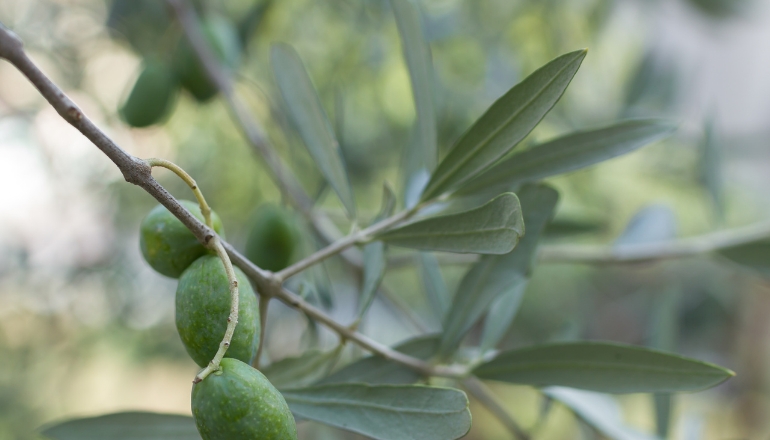 Imagen de Cuidado y vareo de los olivos