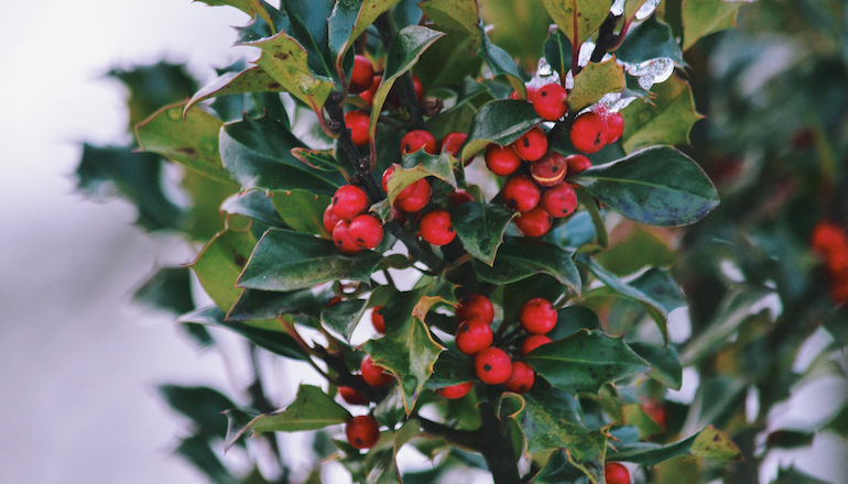 Cómo preparar tu jardín para el invierno