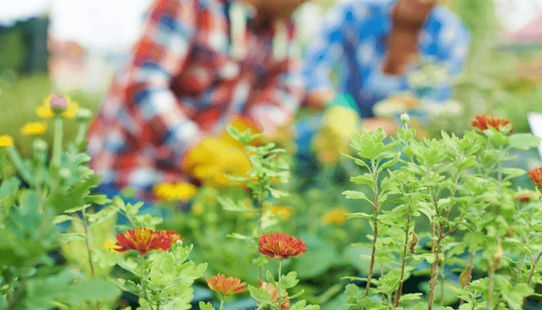 Huerto, huerta y jardines