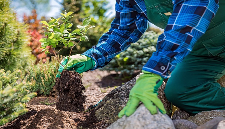 ¿Cómo plantar árboles en tu jardín?