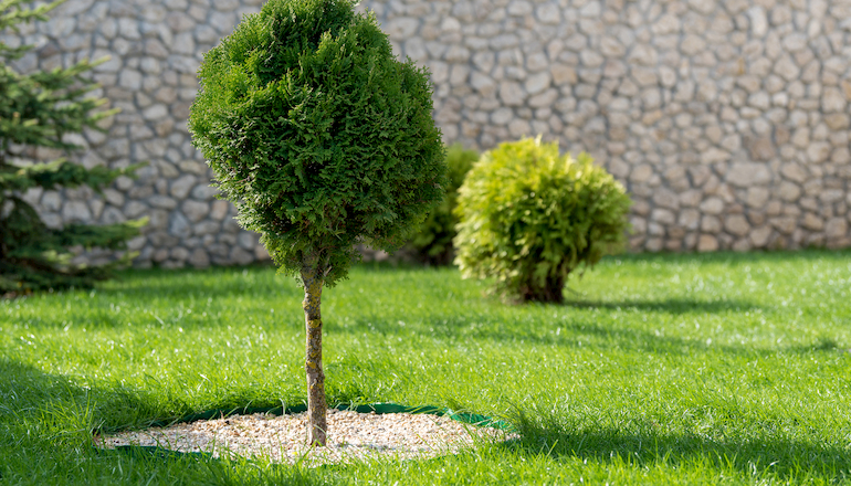 Cuidados del jardín durante el verano