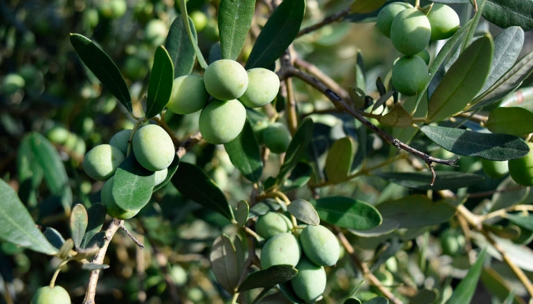 Los vareadores de aceitunas