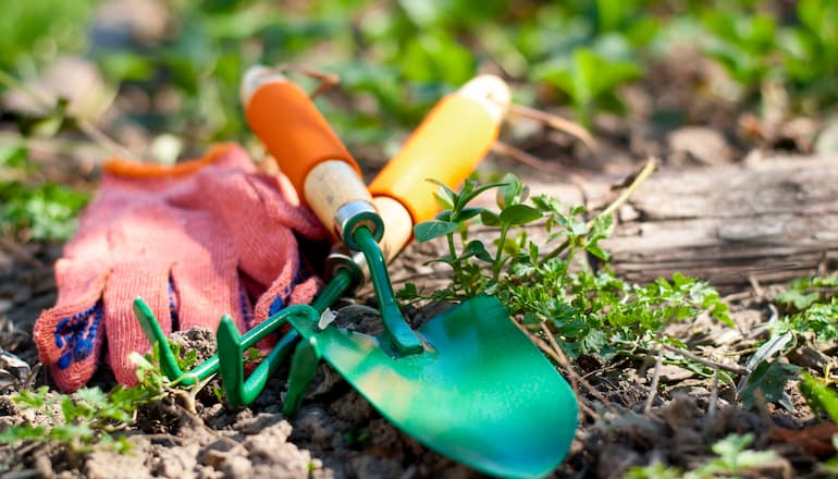 Imagen de Control de plagas y enfermedades de las plantas