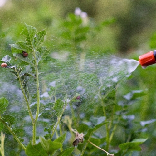 Pulverizadores y atomizadores para el jardín y la huerta